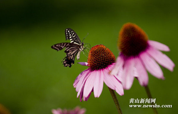 butterfliesandflowers鑻辨枃鍎挎瓕,铦舵亱鑺辫瘲璇嶅師鏂囧強璇戞枃