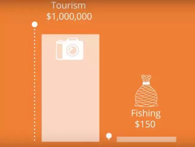 带你了解鱼翅的多种功效,鱼翅的营养真是高级补品吗