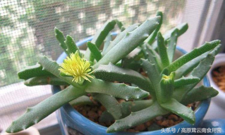 常见的番杏科多肉种植品种8枚，喜欢的话就收藏吧！