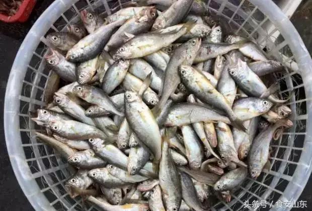 9月1号开海海鲜能便宜吗,9.1开海海鲜掉价吗