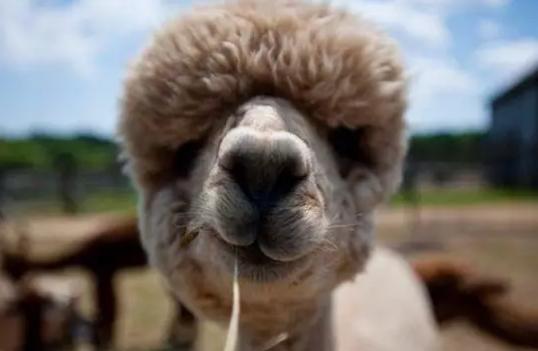 北京一套房的钱,出国能买啥?你能想到吗?