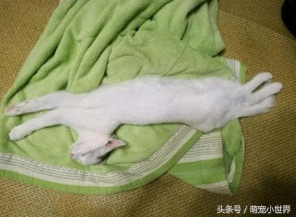 小猫离奇死亡离奇消失,猫咪在家里突然失踪新闻