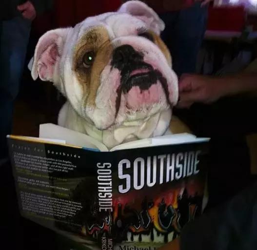 英牛的特征是什么,英牛智商高吗值得买吗