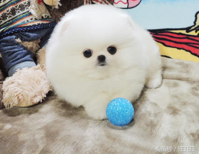 宠物狗用品小型犬,养宠物狗狗的日常生活用品