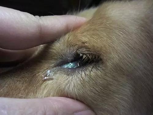 狗狗眼睛突然红肿睁不开眼怎么办,狗狗洗澡后眼睛红肿睁不开