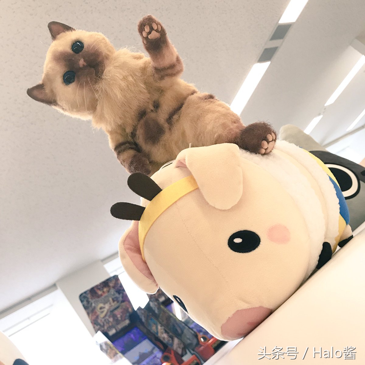 怪物猎人世界三只艾露猫,怪物猎人艾露猫真人