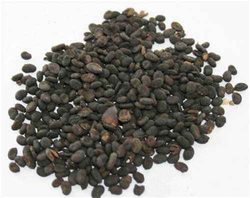 补骨脂的功效与作用及禁忌,补骨脂功效与作用及食用方法