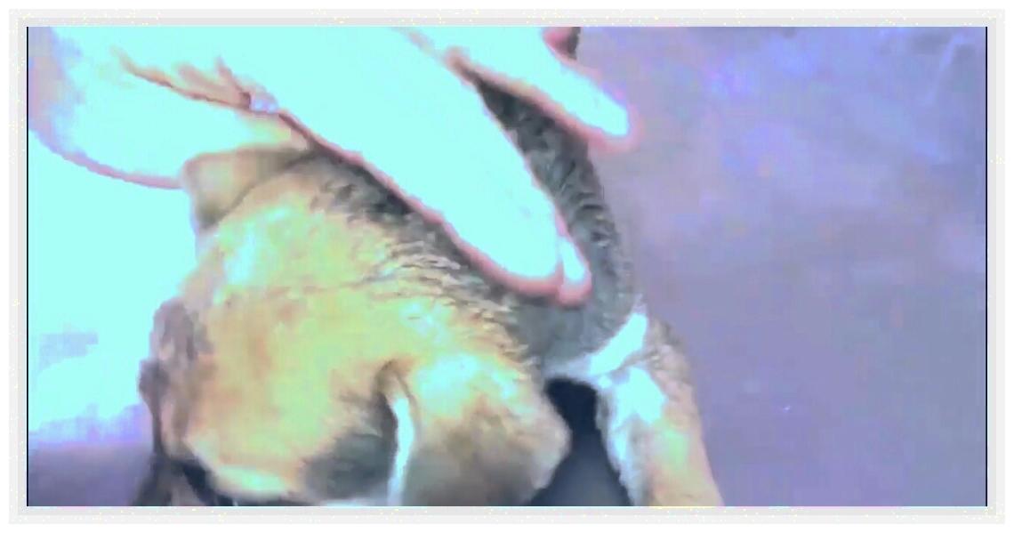 土狗被人虐待,土狗被虐待暴打街头