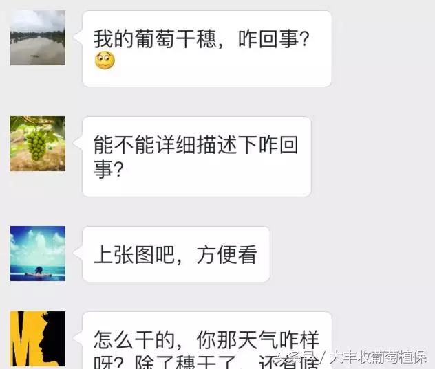 葡萄穗尖干枯怎么治,葡萄芽尖枯萎的解决方法