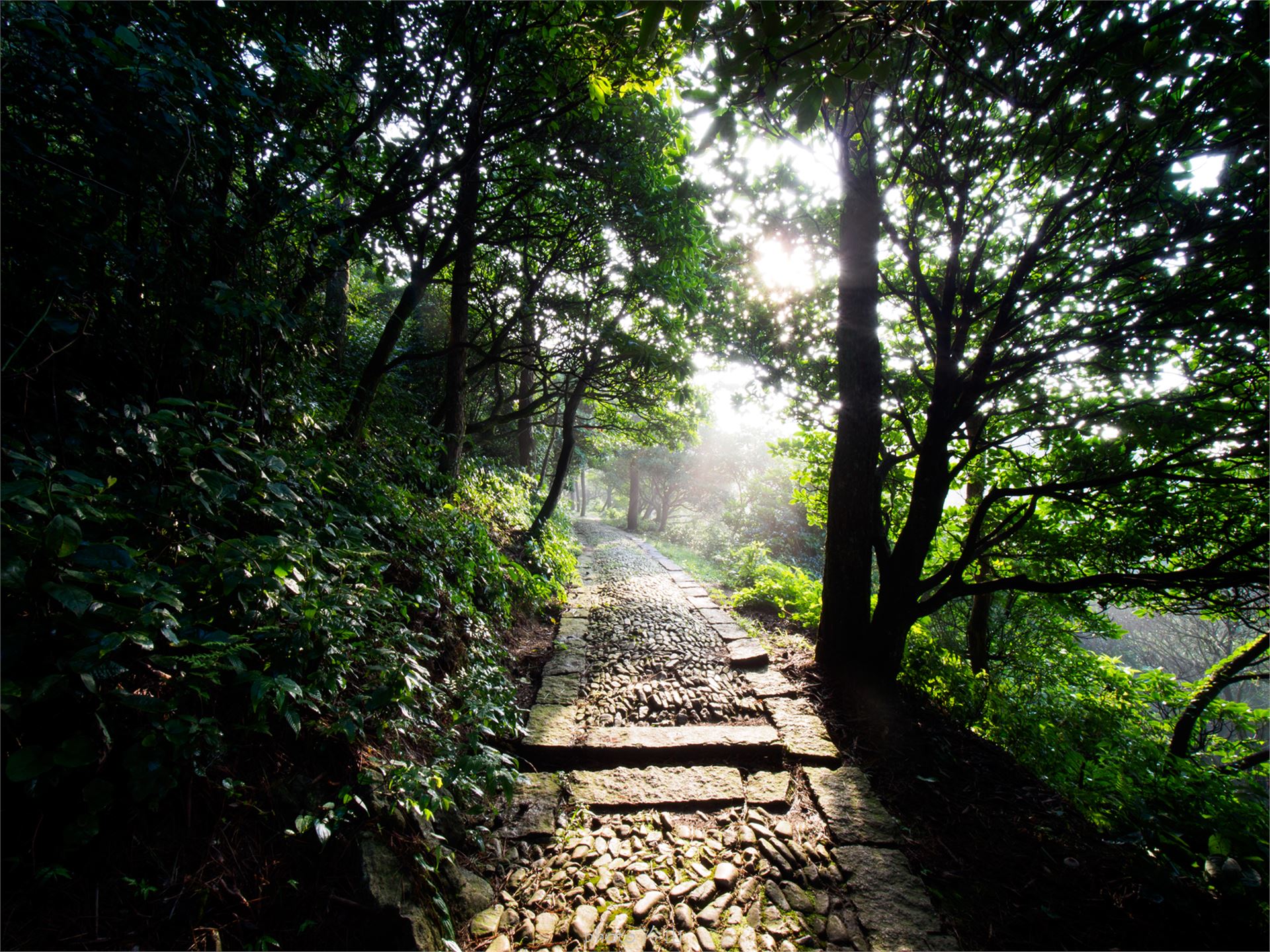 华顶千年杜鹃林,天台山石梁瀑布华顶杜鹃