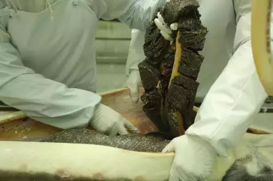 普通鲟鱼有鱼子酱吗,鲟鱼的卵是鱼子酱