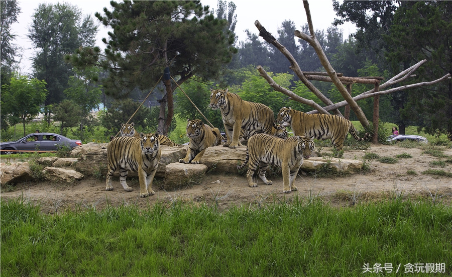 长隆野生动物园旅游攻略4天3晚,广州长隆两天一晚酒店攻略