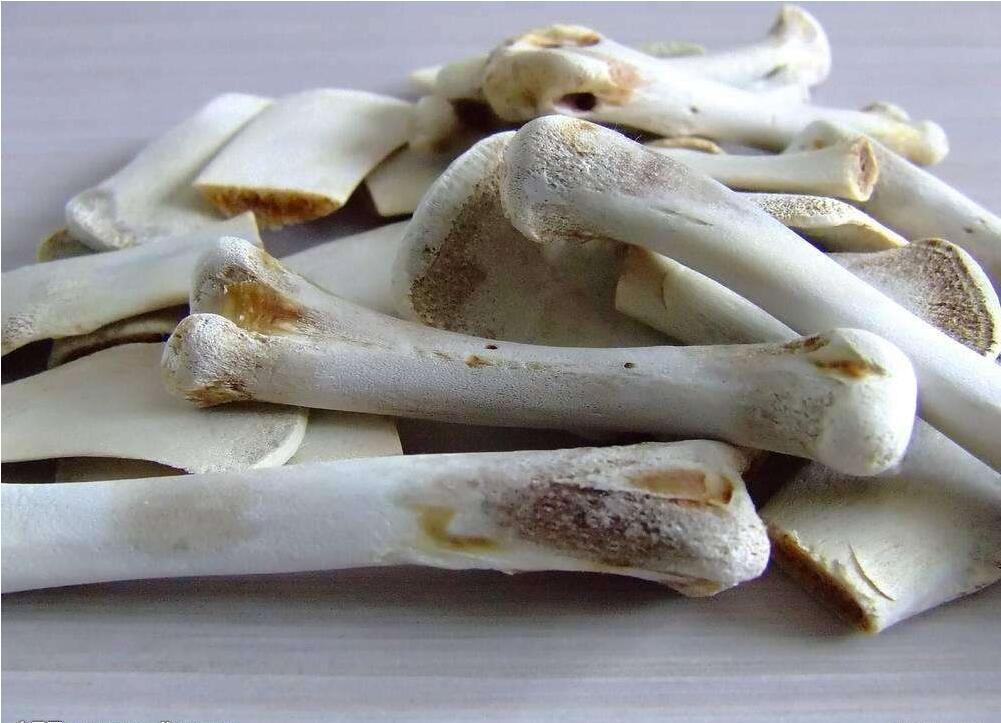 三个月泰迪可以吃什么食物,对泰迪有益的五种食物