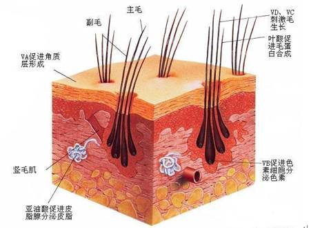 猫咪掉毛怎么弄成毛球,猫咪最近掉毛特别严重怎么办