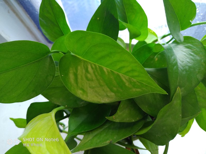 2020年的魅蓝note6好吗,魅蓝note6缺点曝光