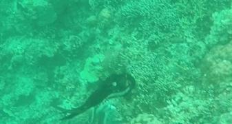 在菲律宾一种黑暗料理穷人每天吃,菲律宾人吃什么食物