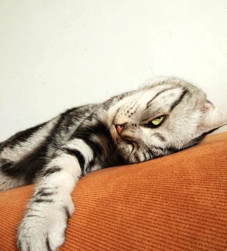 不同品类的猫咪价格,猫咪各品种什么价格