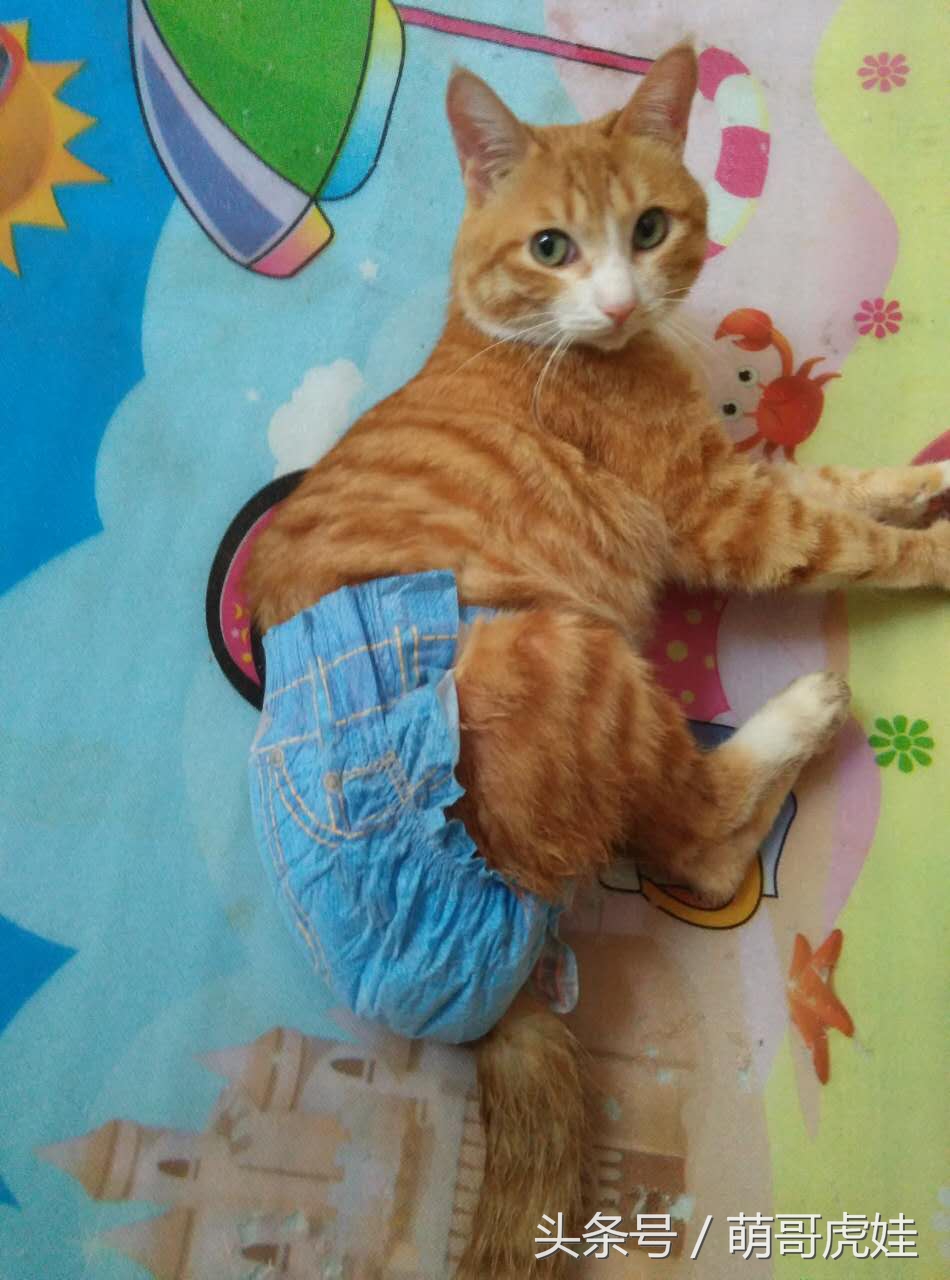 小猫尿床穿纸尿裤,宠物猫老是尿床