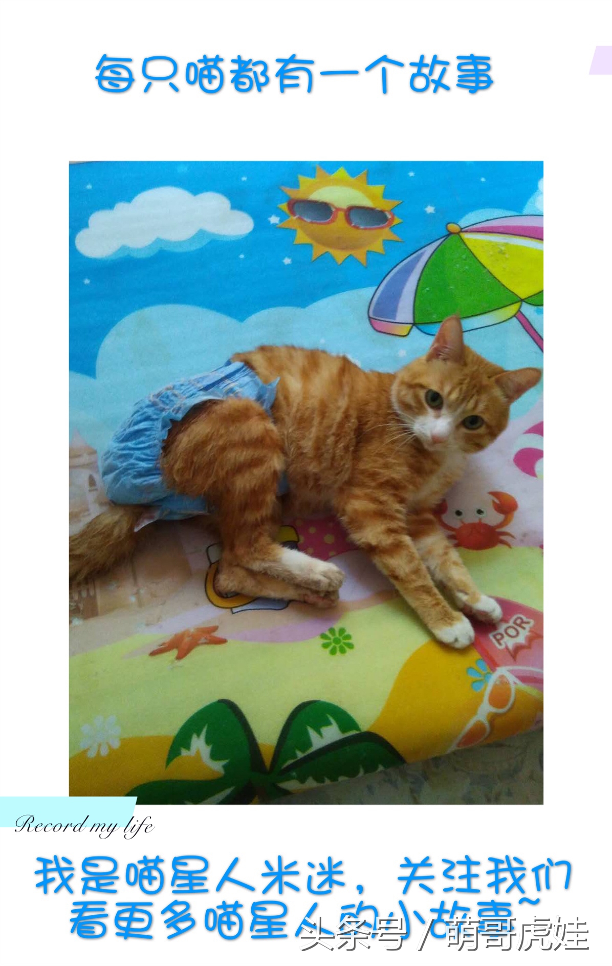 小猫平时很乖巧过一阵就尿床,小猫总是半夜来床上枕头上尿尿