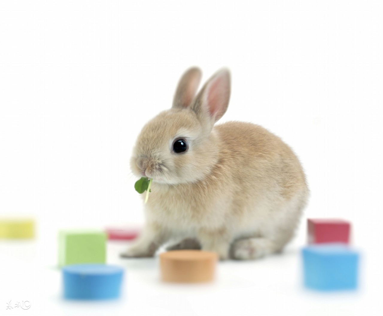 75年兔大吉,75年的兔今年有双喜临门吗