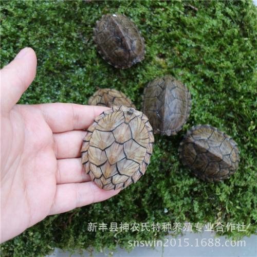 头盔龟和巨头龟怎么选,果核龟和红面龟选哪个