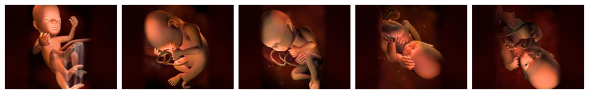 宝宝在妈妈肚子里的成长过程文字,宝宝在妈妈肚子里成长过程视频