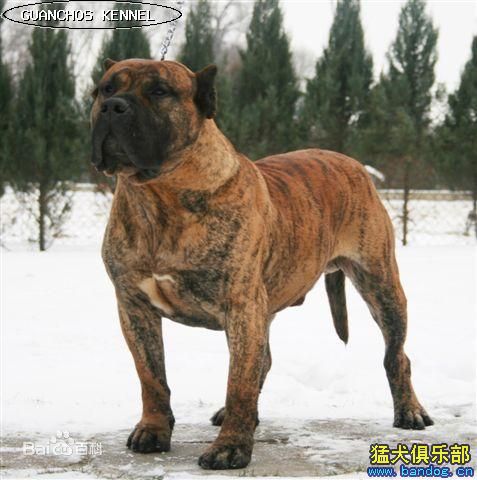 什么狗打得过加纳利,加纳利和卡斯罗哪个看家好