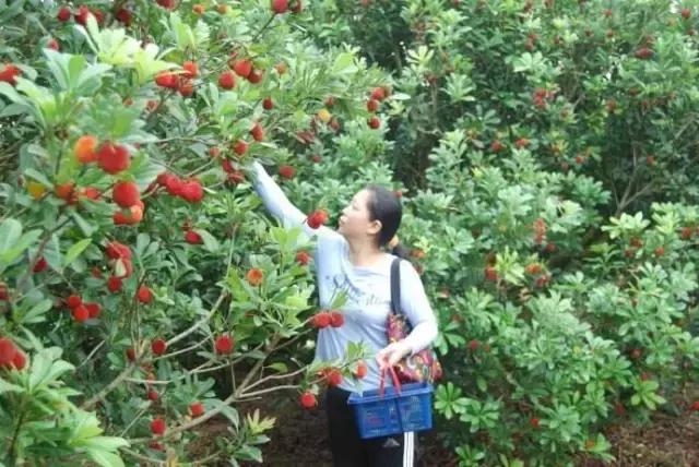 九江不得不去的地方,在九江好玩的地方不用钱