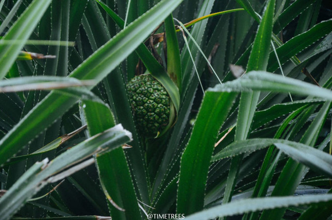 到台东旅游有哪些必去的景点,台东海岸线景点有哪些