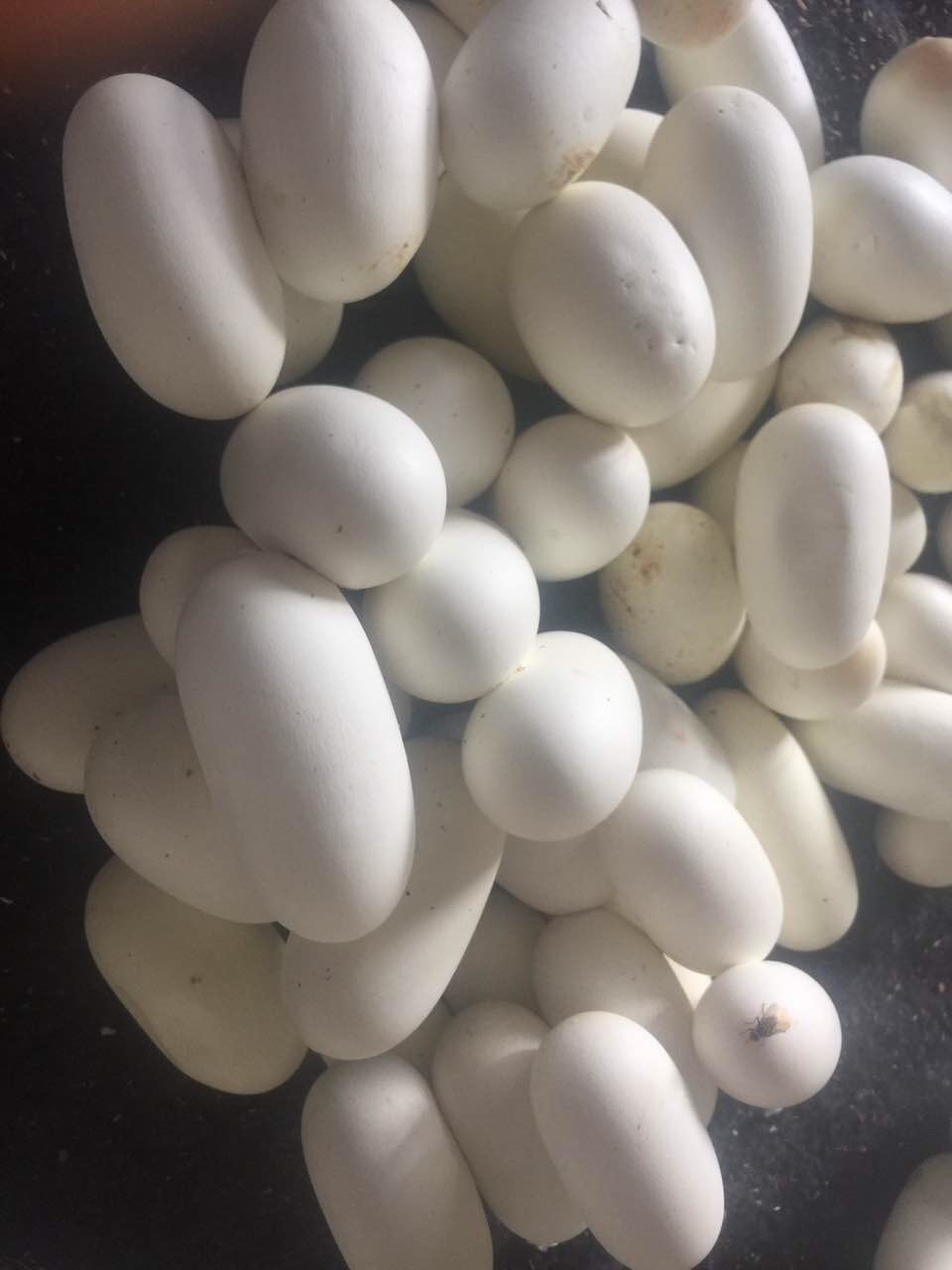 蛇场的建造内部图片,蛇场养蛇技术视频教程