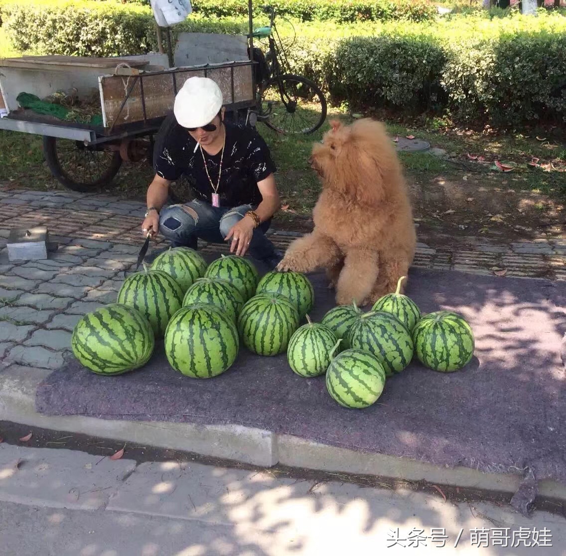 主人教大泰迪卖西瓜赚狗粮，大的换十斤小的换五斤晚饭全靠自己赚