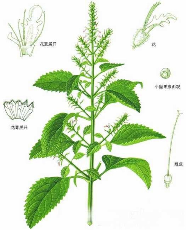 外感暑湿感冒，内有恶心呕吐，藿香正气水是对抗这种状态的高手！