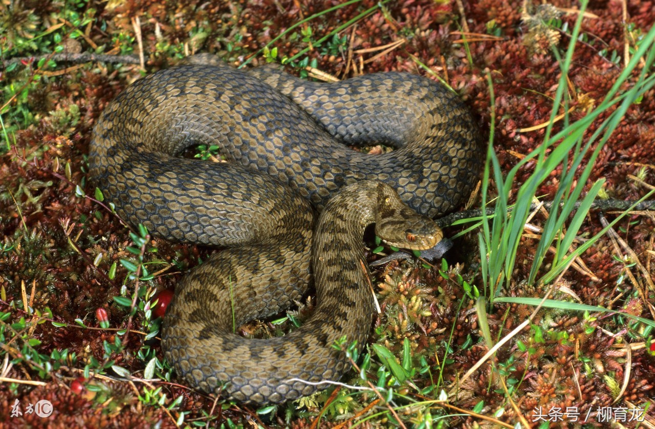 养蛇的报恩真实故事,养蛇却被蛇咬的故事