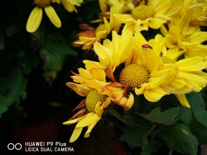 华为手机全景拍照教程,全景拍照用什么相机拍照清晰