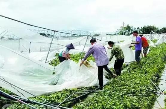 台风“帕卡”如期而至，菜价终于全线上涨，广州江南0827菜价