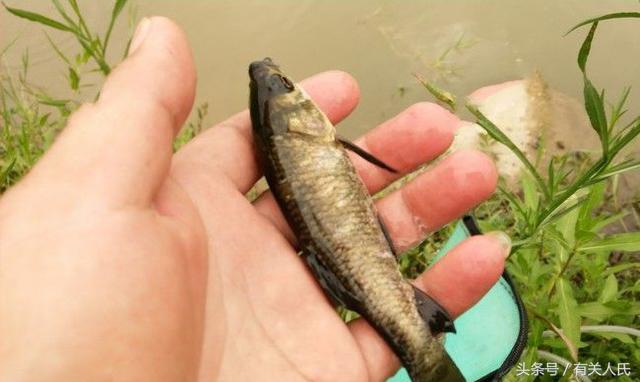 20块钱的黑塘，3个人1天收获50多条鱼，这次钓鱼很爽