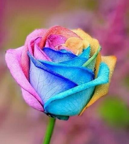 玫瑰花29支的花语,送花给女生玫瑰花语