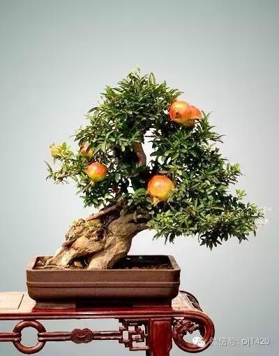 50种盆景树图片大全,50种盆景植物图片大全