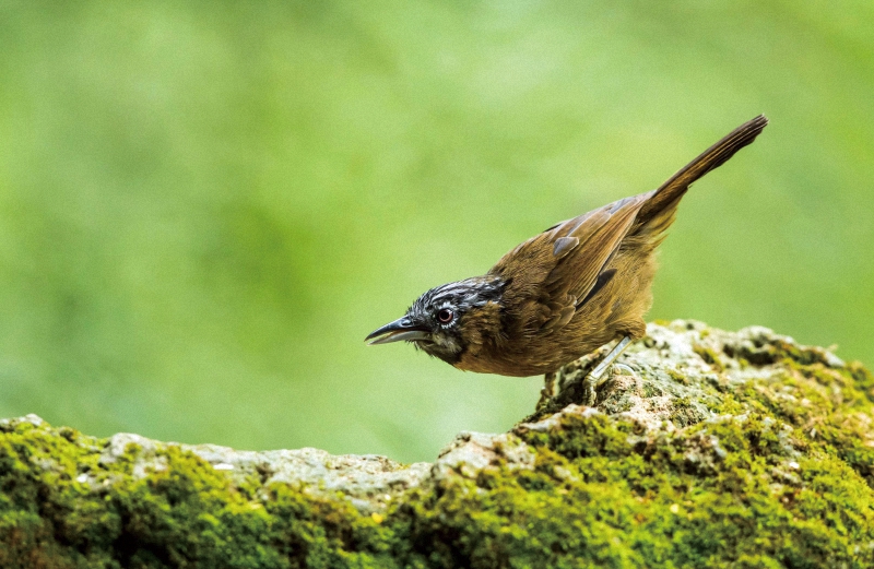 西双版纳原始森林有什么稀有植物,西双版纳热带雨林贵重植物