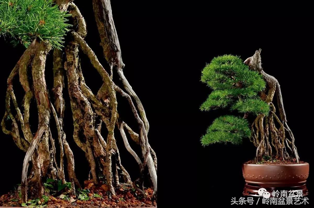 五针松和大阪松哪个好盆栽 (大阪松比五针松哪种更名贵)
