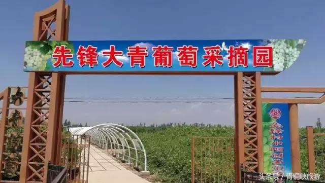 古尔邦节去哪儿玩？青铜峡大青葡萄摘起来！错过还得等一年！