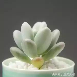 多肉，你小时候的样子太萌了，可千万别长大，长残