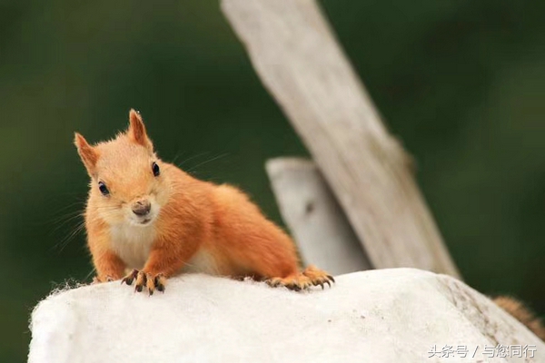 雪地松鼠可爱视频,雪地松鼠卖萌