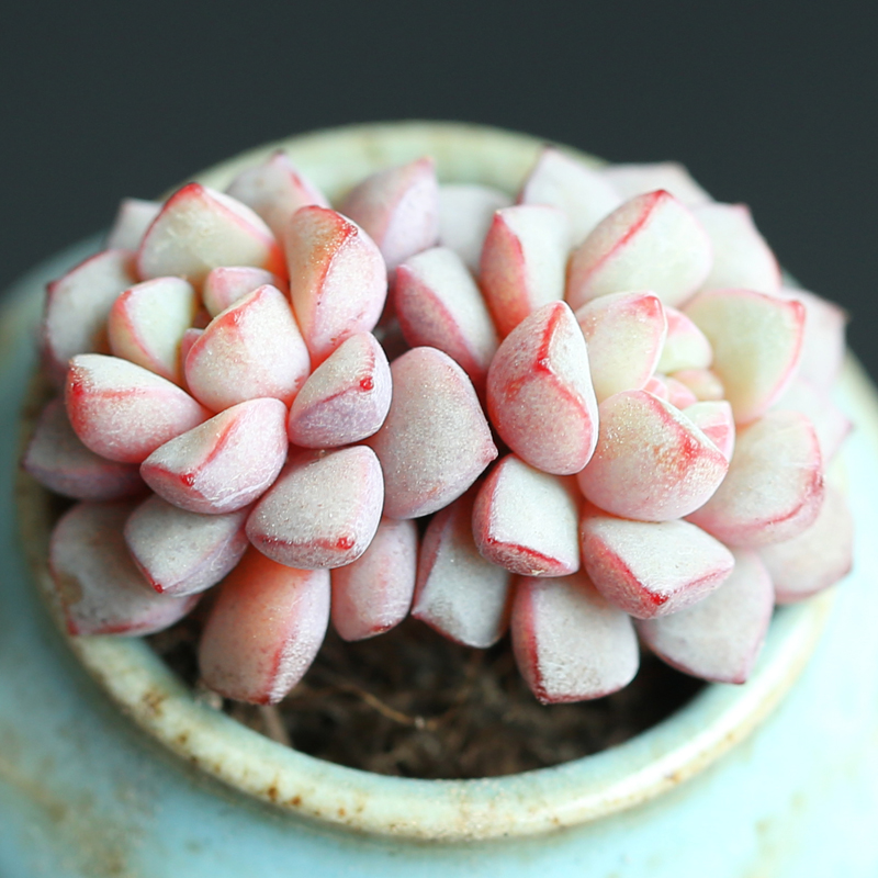 可爱的呆萌多肉,萌的多肉小植物