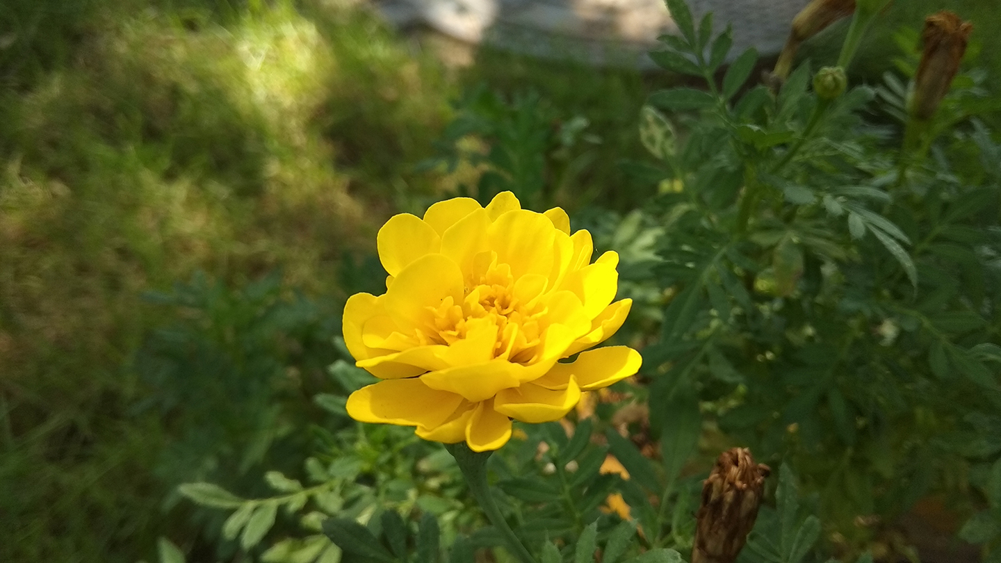 红米note5a高配版怎么样,小米note5a和红米note5a