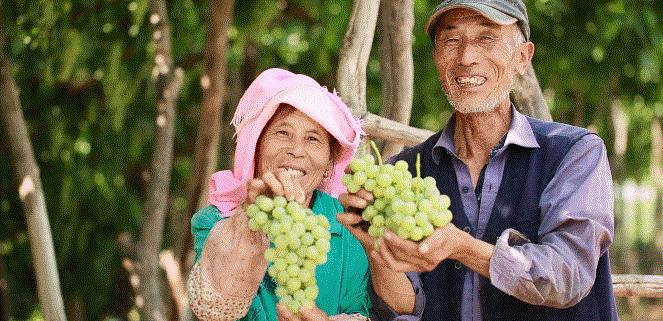 古尔邦节去哪儿玩？青铜峡大青葡萄摘起来！错过还得等一年！