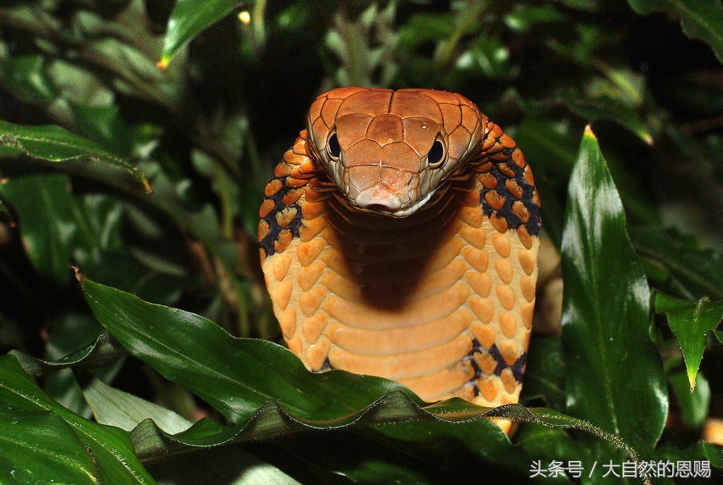 七叶一枝花背后的传说,七叶一枝花治癌症配方