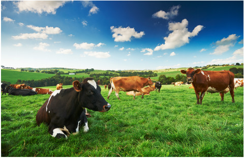 澳洲大洋彼岸,澳洲湿疹治疗最佳方法