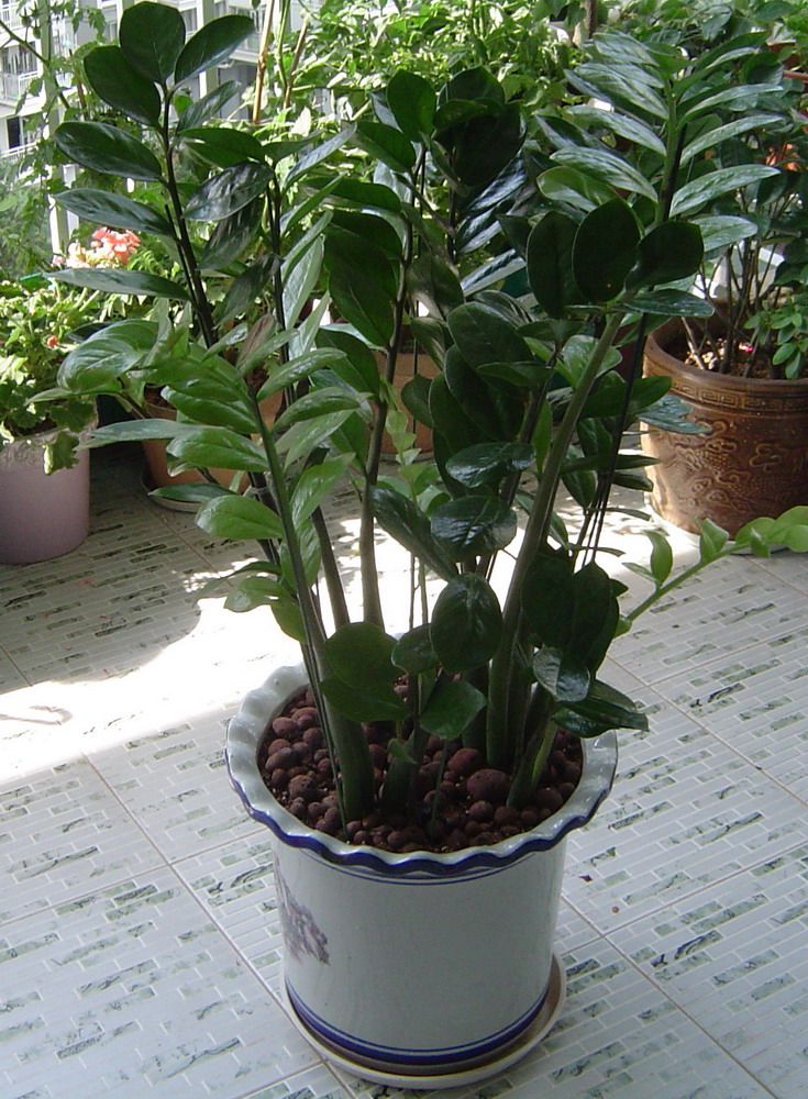 金钱树的养护及管理,金钱树的治病方法