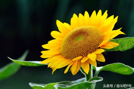 ps入门之基础图层蒙版的基本概念,ps使用过程中图层蒙版的基础使用